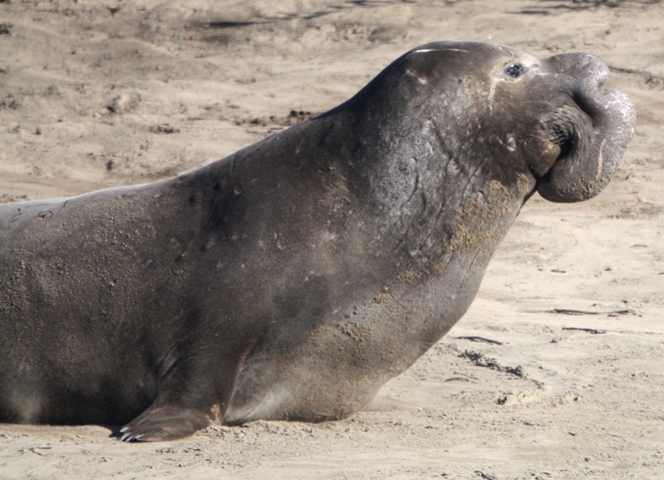 elephant seal